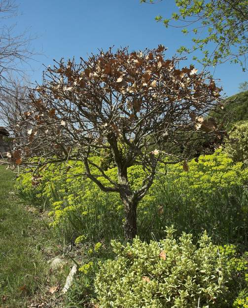 bonsai chene 2 2012