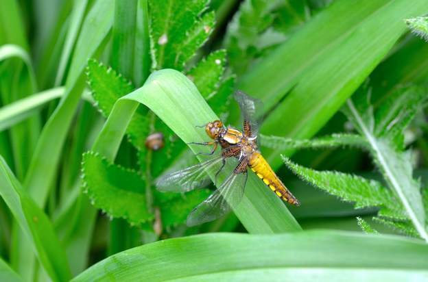 Libellula depressa 2015 04 29 (1) La libellule dépressive, un mâle (visible à la lame anale en dessous des cercoïdes) qui est encore en train de faire sècher ses ailes.