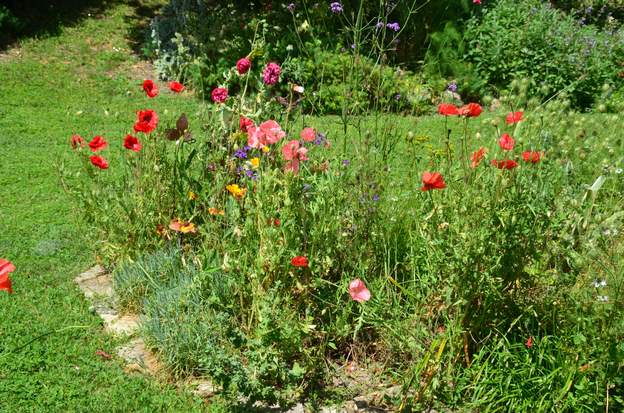 Papaver rhoeas hybride 0b