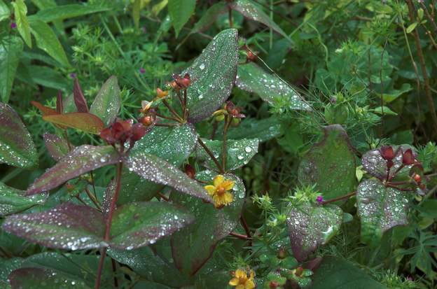 Hypericum androsaemum 'Albury Purple' Ce pourrait être un arbuste, mais il est tout petit et gèle parfois, donc on le considère comme une vivace. L'androsème officinal !