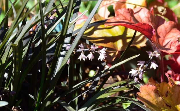 Ophiopogon planiscapus 'nigrescens' fleur 2022