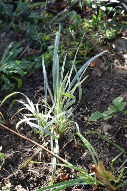 Ophiopogon variegata 2019 10