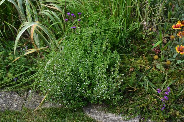 Calamintha nepeta 2024