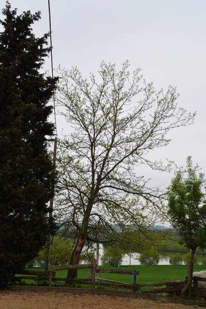 Gleditsia triacanthos 'Inermis' 2013 Une belle tempête a arraché en 2011 une grande branche du devant, dénudant l'arbre sur 2 ou trois mètres. Pour l'instant il n'a pas l'air de s'en plaindre.