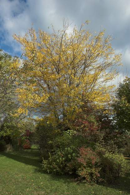 Gleditsia triacanthos 'Sunburst' 2010 En automne s'il ne fait pas trop froid d'un coup, le sunburst retrouve son doré initial.