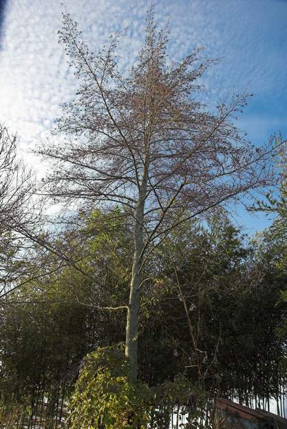 Alnus incana 'Laciniata' 2007 l' Aulne lacinié ou glutineux . Un bel arbre près de la source (il aime bien l'eau) 1995.