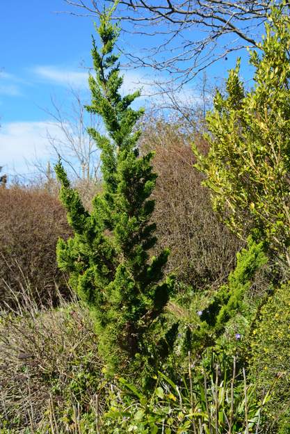 Juniperus chinensis 'Kaisuza' 2017 Il est en pleine forme, 1m50 à peu près.