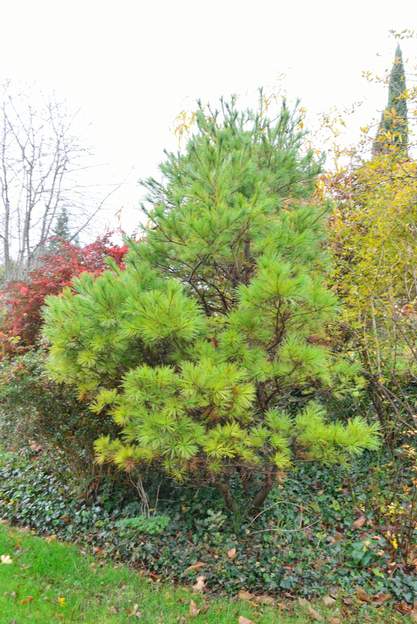 Pinus strobus 'Nana Aurea' 2018 12