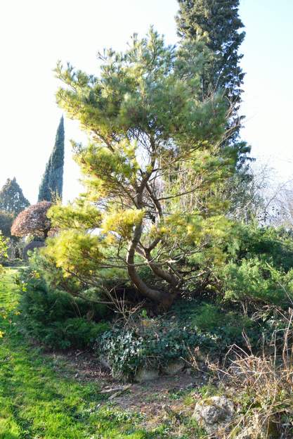 Pinus strobus 'Nana' 2019 01 Hiver 2018 : Il fête sa vingtième année. Nous enlevons quelques branches afin de l'alléger. La branche en bas à gauche va sauter quelques mois plus tard.