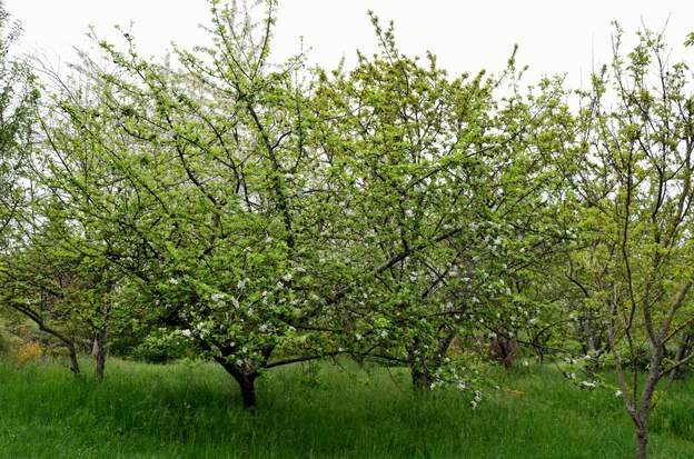 Delbart jubile 2013 Un bon pommier, plein de pommes, enfin quand il ne fait pas trop sec ou trop humide au printemps !