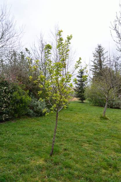 Abricotier 1-2014 Deux années avec janvier et février très humide l'ont requinqué. Des feuilles dès mars. Mais toujours aucun fruit, même en 2018 !