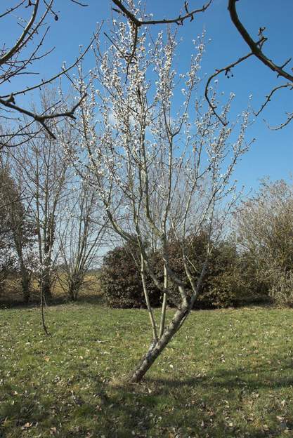 Amandier en 2012 Prunus dulcis . Variété dite Ardéchoise. Planté vers 2009. Il s'est mis à pousser complètement en diagonale. J'ai dû en 2010 couper la branche qui menaçait de...