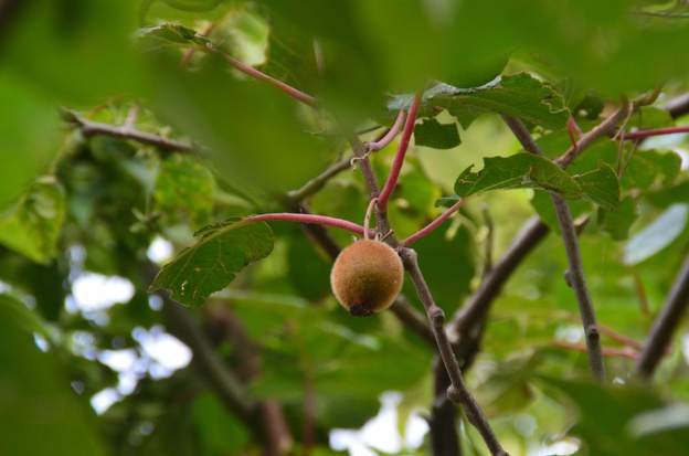 Actinidia f 2024 08 Alors ça ! le mâle est mort depuis longtemps et au bout de 15 ans, un fruit se forme. Du pollen qui vient d'où ? mystère.