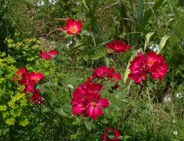 Coktail Remontant, a aussi du mal. Normalement c'est un grand buisson semi-grimpant. Il peut dépasser les deux mètres et être couvert de fleurs ... dans les bonnes...