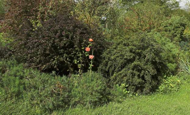 courtoisie 2006 Déconseillé dans nos terrains sans arrosage. Comme ce n'est pas un hybride de thé, mais sans doute une obtention (Delbart 1984) à base de floribunda, il survit....