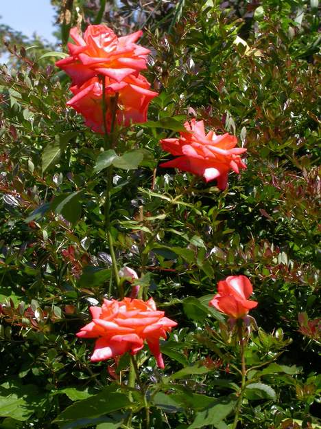 courtoisie 2013 Rosier buisson. 10 ans, 30 cm. Fleurs du printemps.