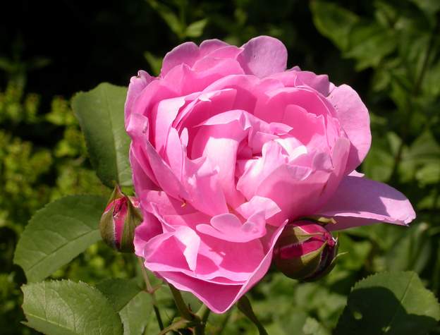 Rose anglaise : Marie-Rose Très jolie rose (2006)