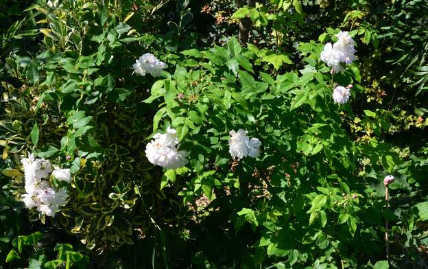 Blush Noisette 2024 07 Une des boutures au nord de la mare, pas de plein soleil, mais plein de lumière et assez humide (surtout cette année). Il est ravi.