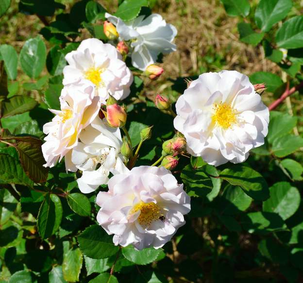 fleurs et boutons