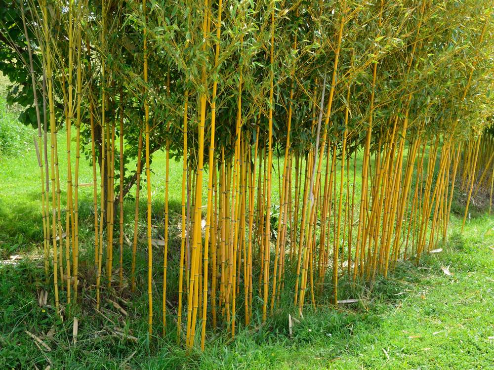 Comment cuisiner les pousses de bambous de votre jardin ? – La Bambouseraie  de Paris