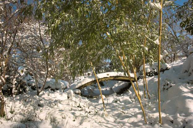Phyllostachys bambusoides 'Castillonis' a 2010 Dans la neige, la taille de ces bambous les met particulièrement en valeur.