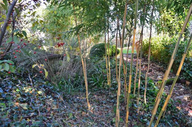 Phyllostachys bambusoides 'Castillonis' a 2013 Un bambou géant, quand il peut ... 10 mètres de haut facile. Le type parfait du bambou qui n'a guère de chances dans notre jardin. Il commence à pointer son nez...