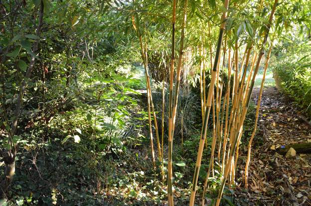 Phyllostachys bambusoides 'Castillonis' a 2015