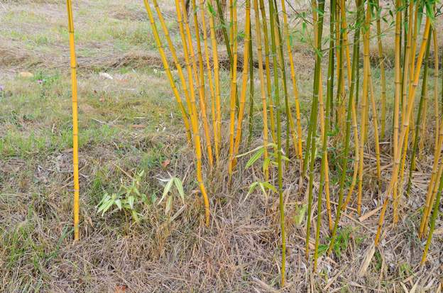 Phyllostachys bambusoides 'Castillonis' b 2021 Le 