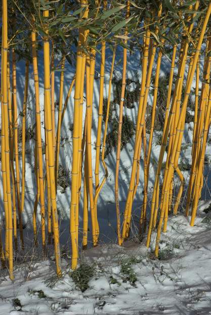 Phyllostachys aureosulcata 'Aureocaulis' Très beau bois doré. évidemment avec de la neige et du soleil, c'est encore plus beau ! Remarquez au passage certaines tiges qui serpentent verticalement.