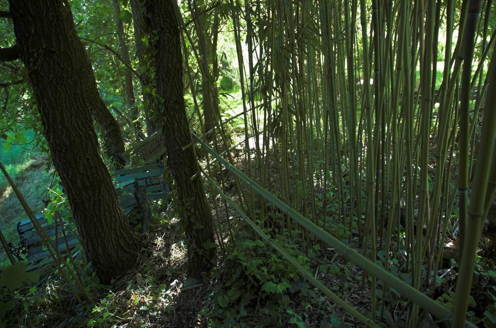 chemin dans les bambous