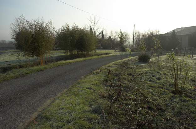 Entrée 2010 Nous voudrions faire une entrée du jardin dans un bosquet de bambous. Normalement vu le climat ils ne devraient pas être invasif et abimer la route elle-même....