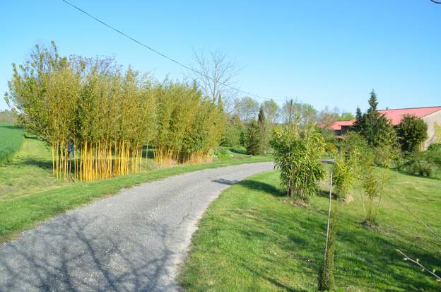 Entrée 2017 À droite derrière le cyprès, deux bambous : trois pieds de Pseudosasa japonica destinés à se rejoindre et entre eux et le cyprès un géant (dans les bonnes...