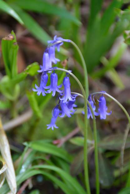 Jacinthe des bois Endymion non-scriptus Une jacinthe sauvage, qui ne fleurit que quand le printemps a été très humide (2013), on ne l'avait pas vu depuis des années !