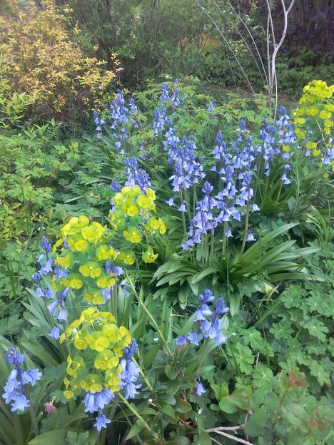 Scilla campanulata 2019