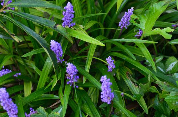 Muscari 'Big Blue'