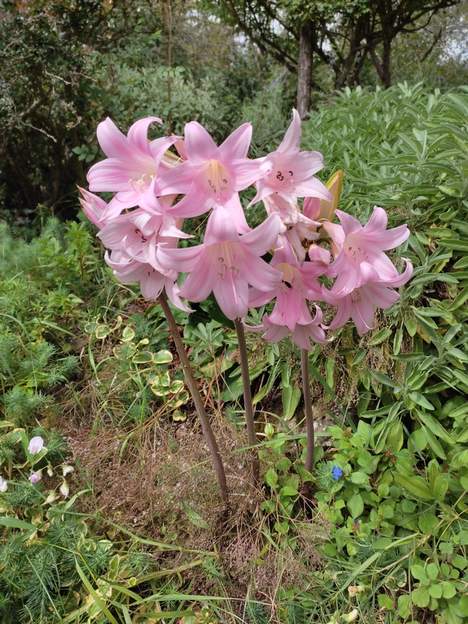 Amaryllis belladonna 2024 08