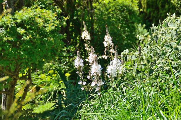 Asphodelus albus 2 L'Alsphodèle blanche.