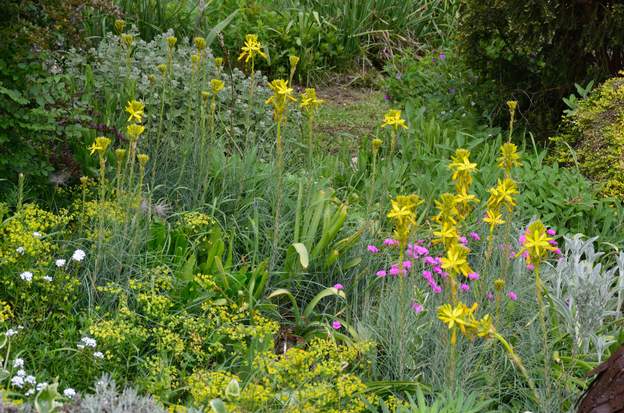 Asphodelus lutea L'Asphodèline est jaune. Elle aussi se promène dans le jardin. Elle fleurit un peu plus tard que sa cousine.