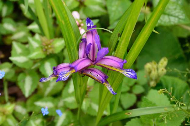 Iris graminea 2013 06