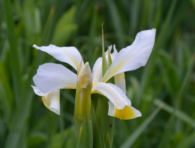 Orientalis(ochroleuca) 2