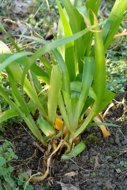 confusa 2019 02 L'iris bambou. Il vient de Chine. Ses feuilles se développent en éventail sur des tiges rondes, comme des cannes de bambou, jusqu'à 50 cm.