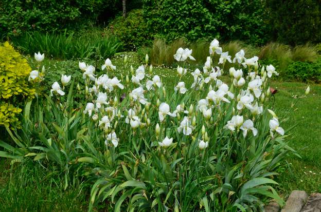 Grand blanc NI (3) En 2018 il a particulièrement bien fleuri.