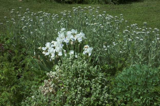 Cutie 1 cet intermédiaire très léger va particulièrement bien avec les boutons gris de l'achillée ; quand ils deviendront doré, les iris seront terminés. Sinon le...