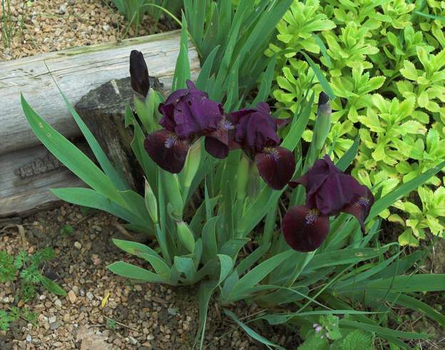 Petit violet mais inconnu les inconnus ce n'est pas ça qui manque !