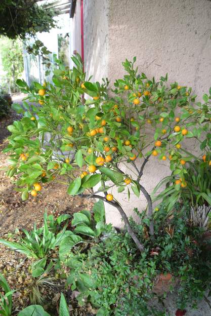 calamondin 2024 10