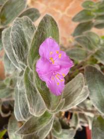 Plantes de serre froide Vous allez trouver ici toutes les plantes que nous gardons dans la serre froide. Elle est très lumineuse, entourée de...