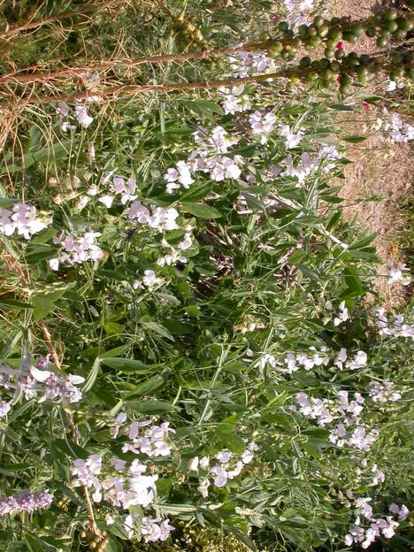 pois vivace Typique du début d'été, avec le sol qui commence à jaunir et se dessécher, et les graines des asphodèles qui se ressèment allégrement.
