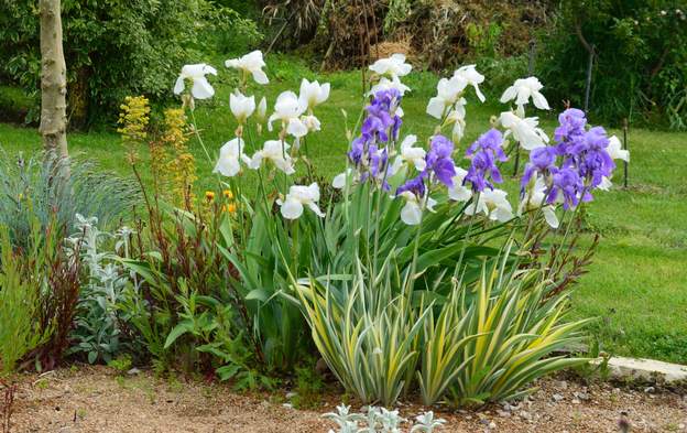blanc bleu l'avantage du palida devant 'est que ses fleurs bleues se marient bien vec les très grands iris blanc, mais en plus en été son feuillage est bien plus...