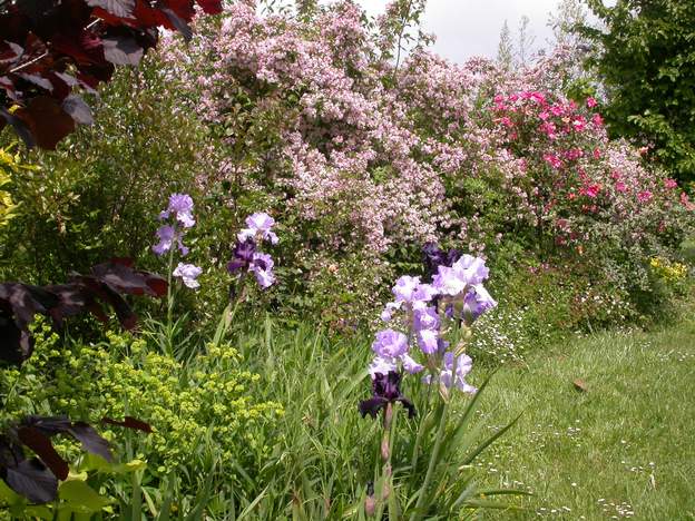 iris et roses En fait le grand arbuste rose est un Kolkvitzia, avec vers le fond un rosiers (Chinensis mutabilis)