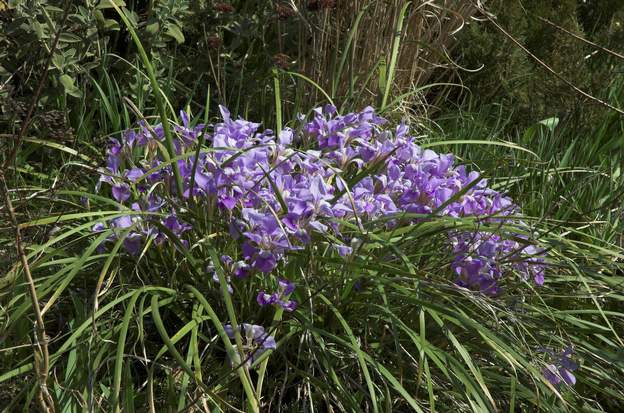 Iris d'Alger En mars, beaucoup de taches bleues. Les Iris d'Alger en touffe